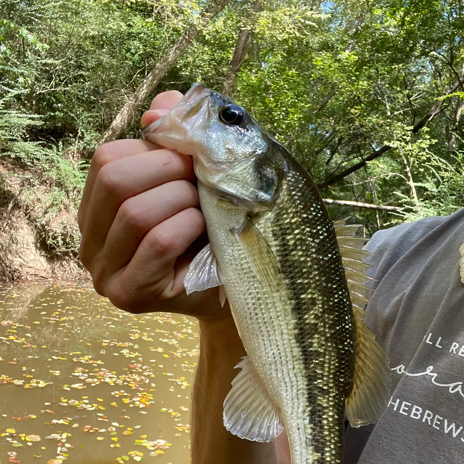 Spotted bass caught on Fishbrain