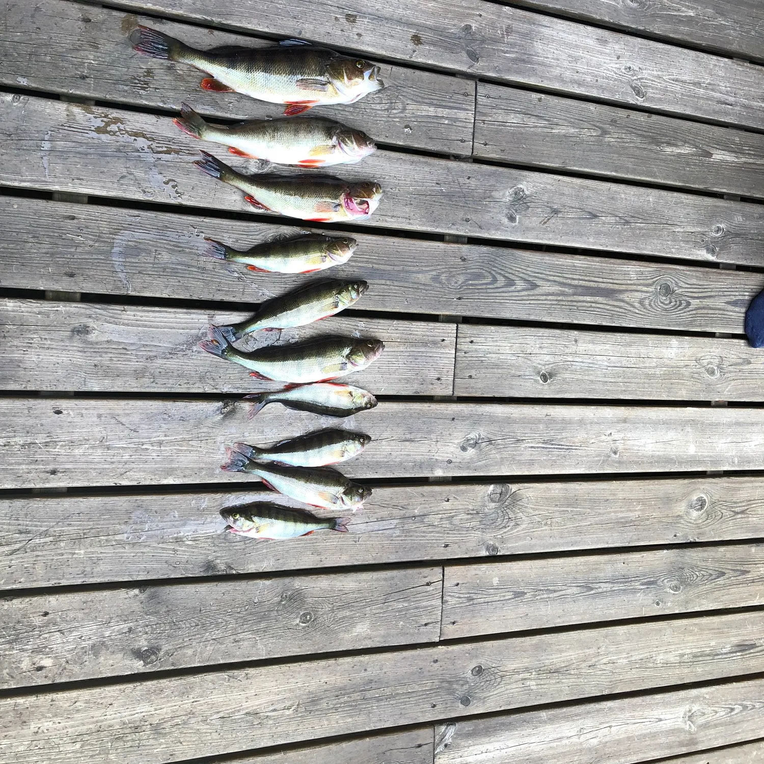 recently logged catches