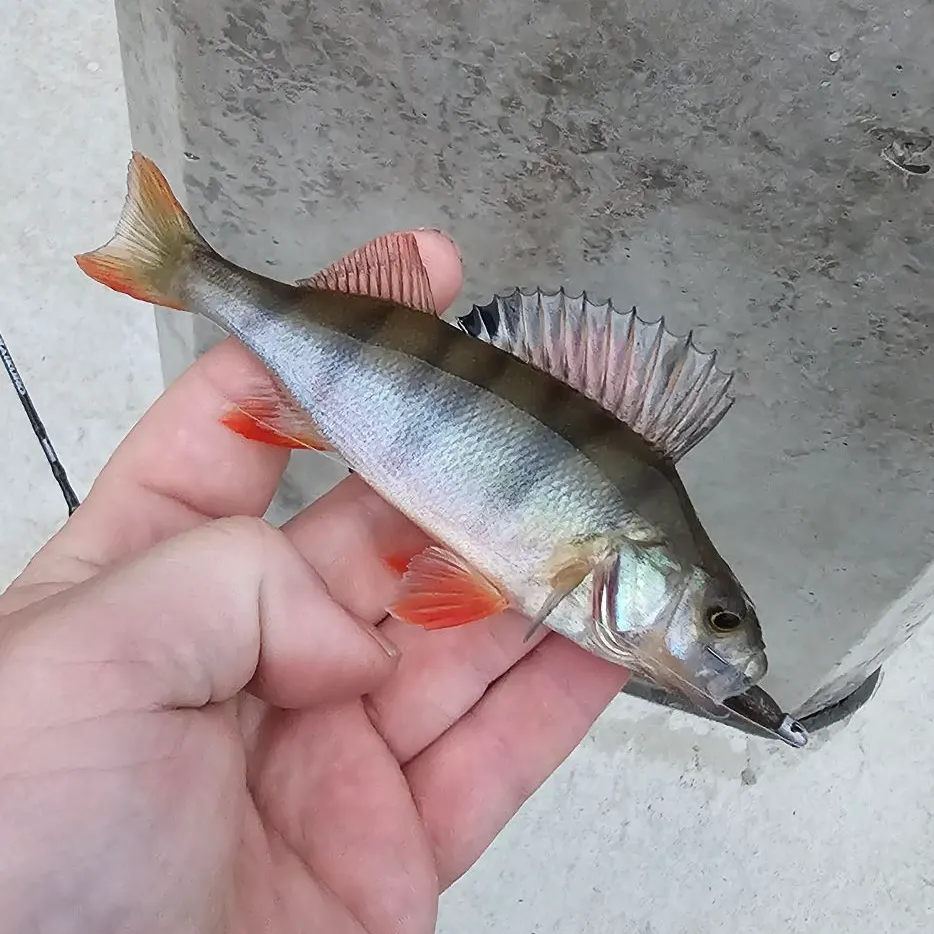 European perch caught on Fishbrain