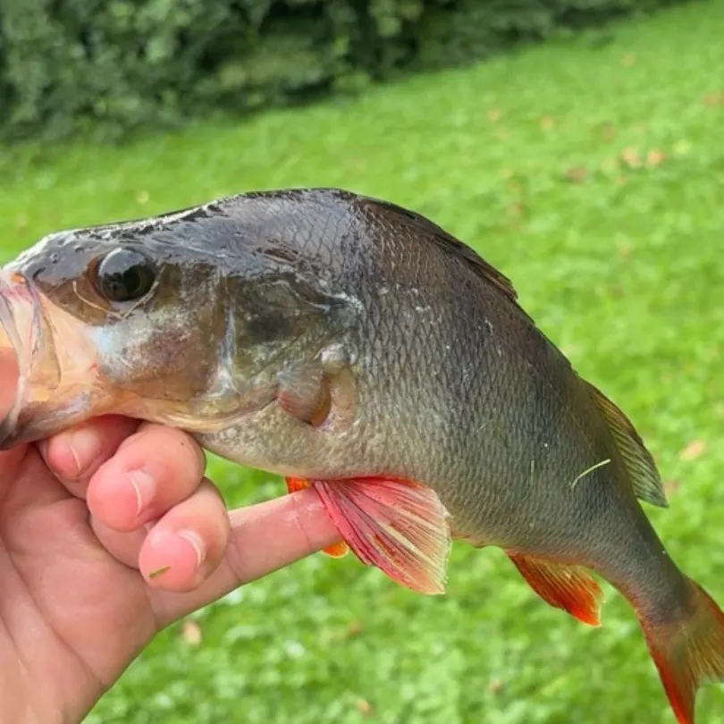 European perch caught on Fishbrain