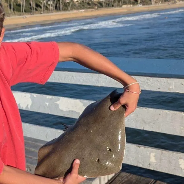 Southern stingray caught on Fishbrain