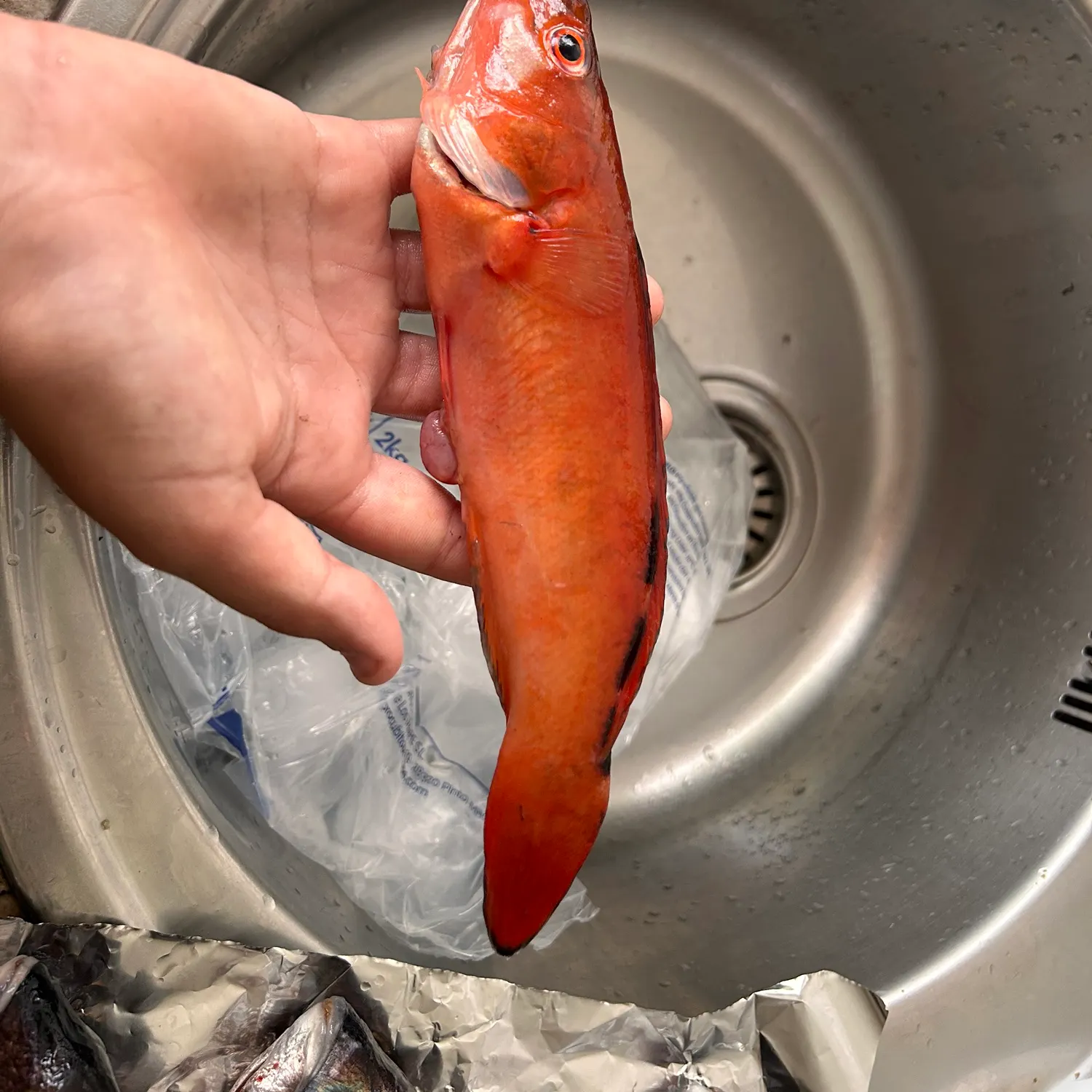 The most recent Mediterranean rainbow wrasse catches on Fishbrain