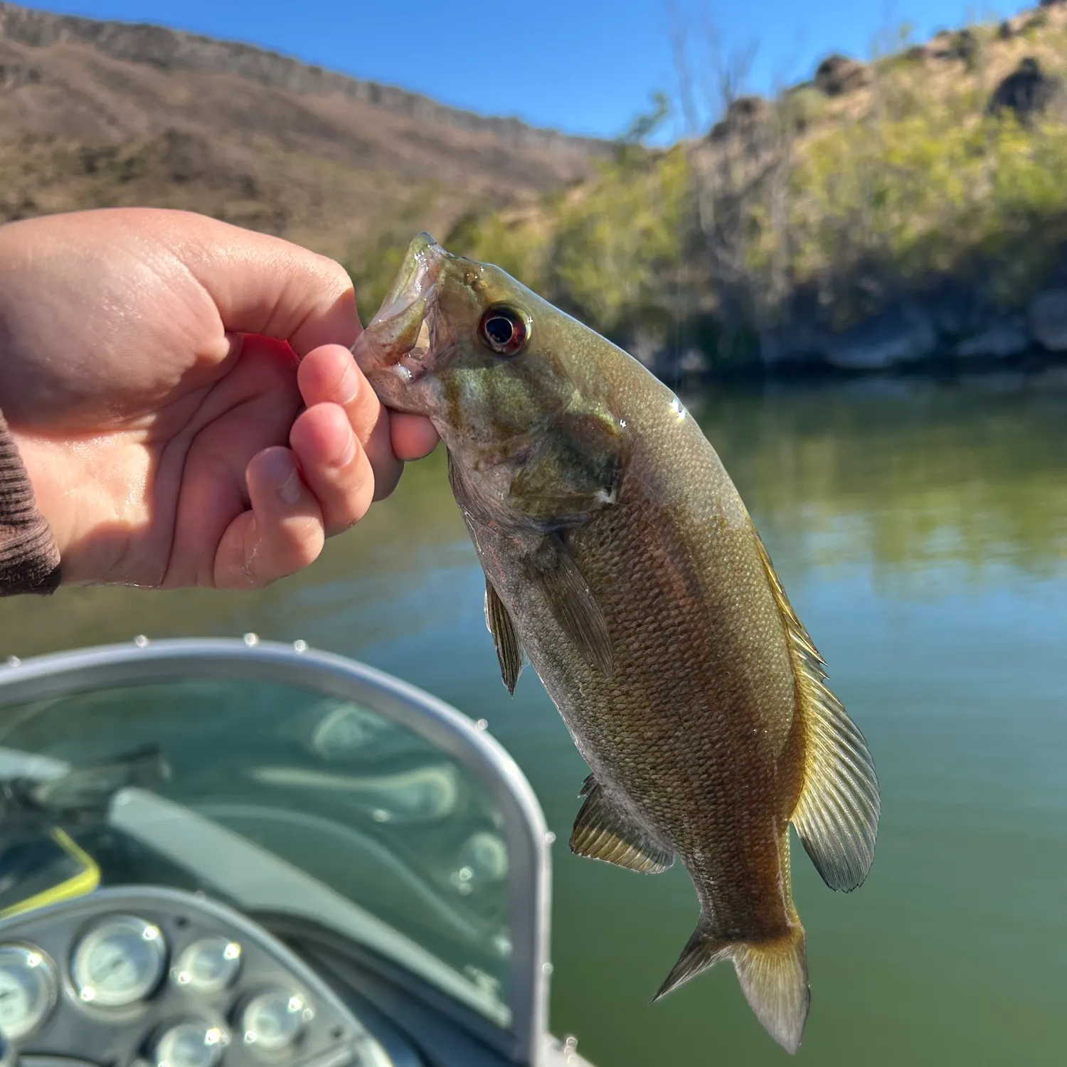Smallmouth bass caught on Fishbrain
