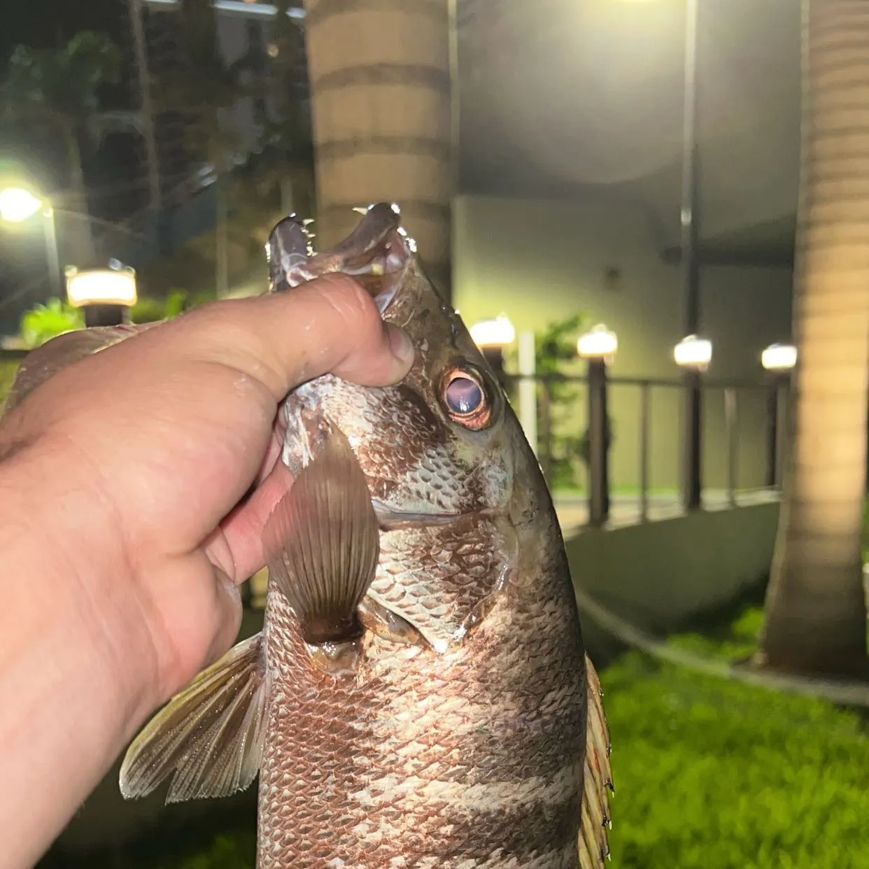 The most recent Cubera snapper catches on Fishbrain