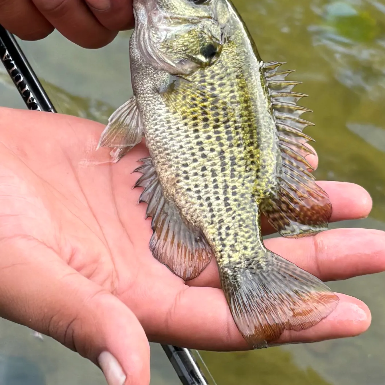 Rock bass caught on Fishbrain