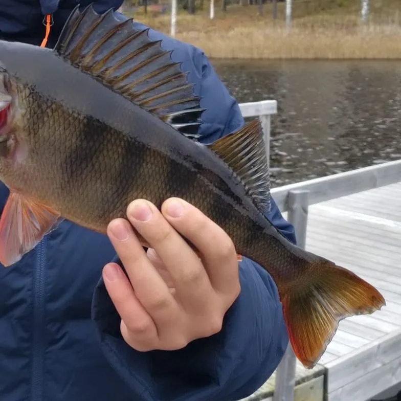 European perch caught on Fishbrain
