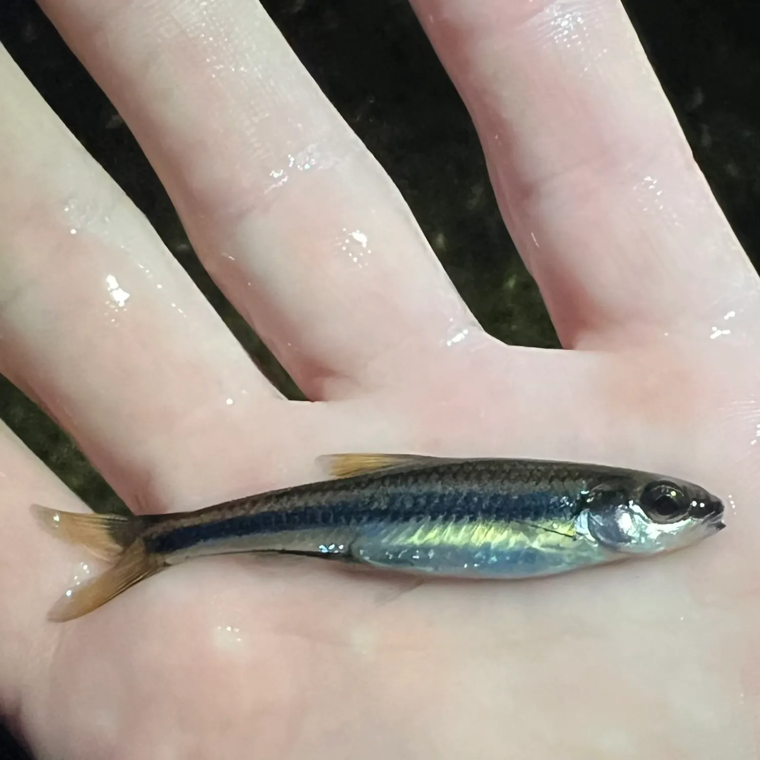 The most recent Ironcolor shiner catches on Fishbrain