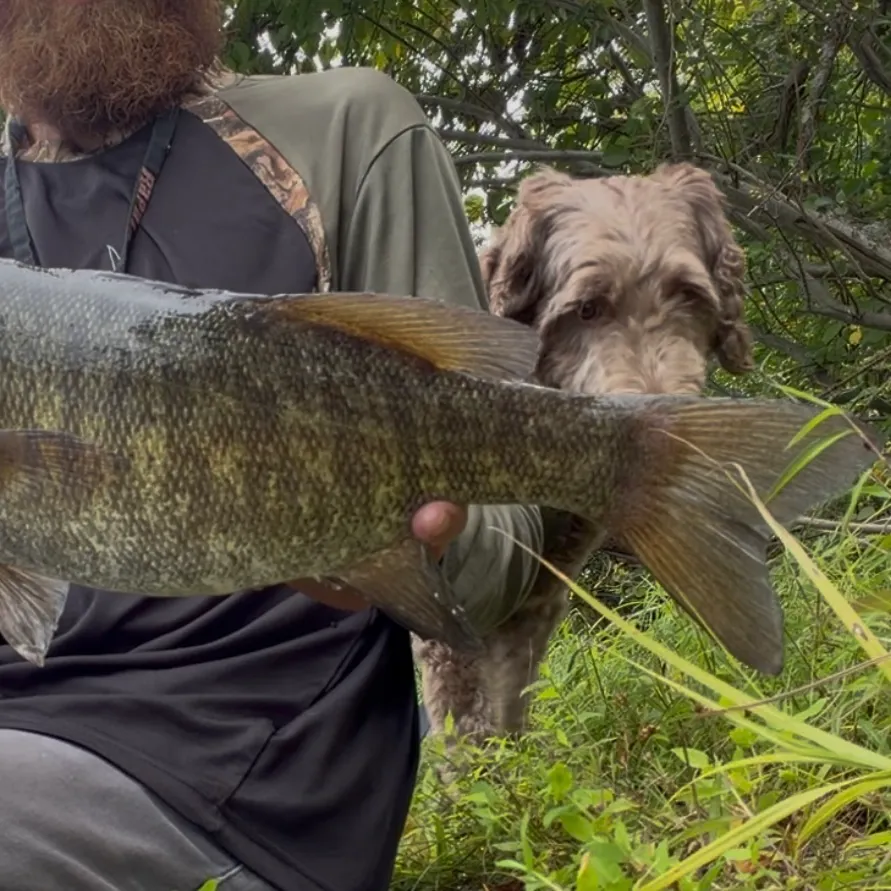 Smallmouth bass caught on Fishbrain