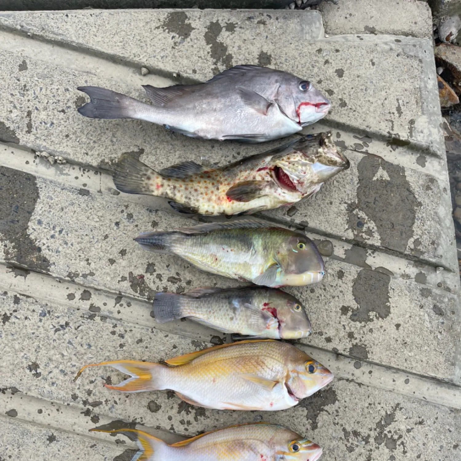 recently logged catches