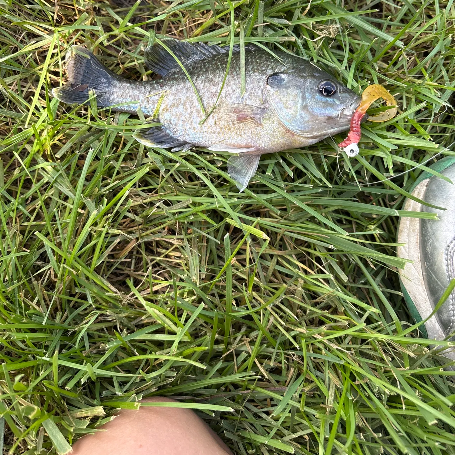 Fish caught on Fishbrain