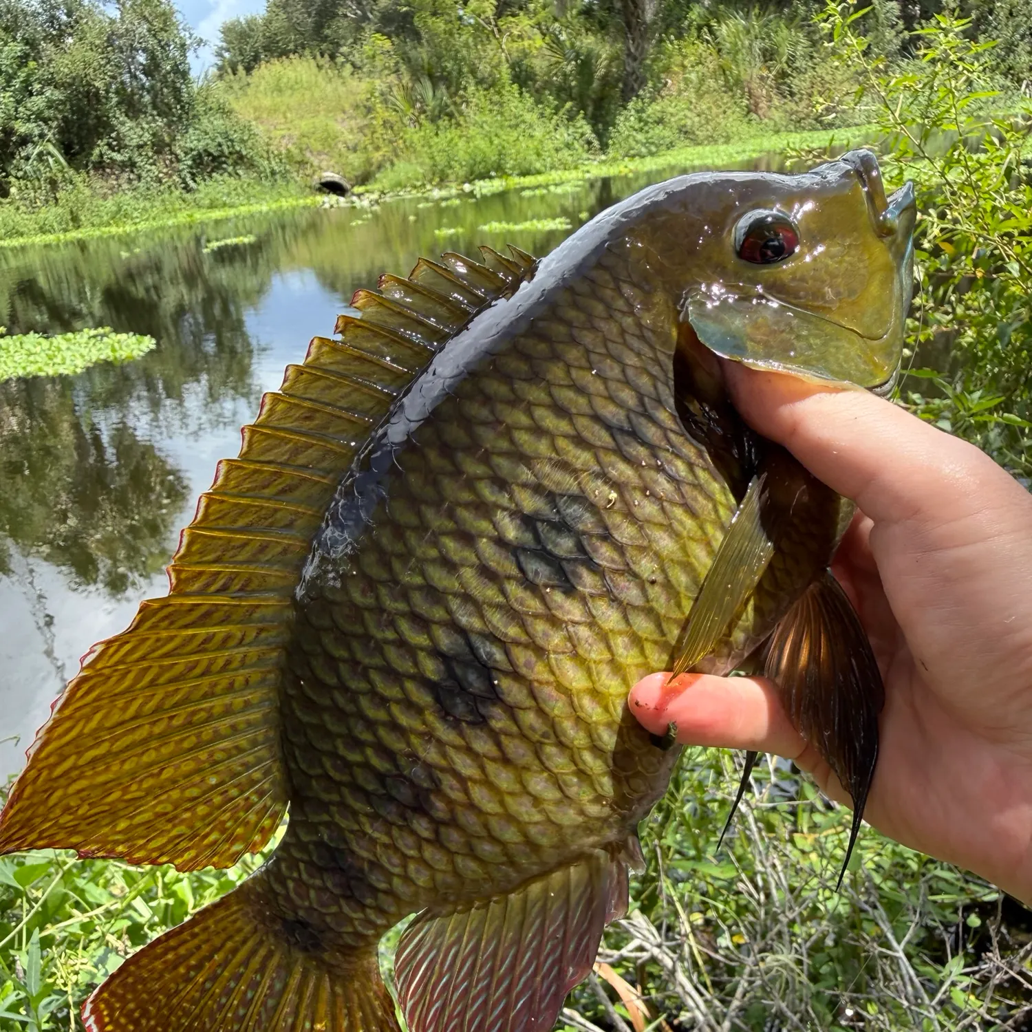 Spotted tilapia caught on Fishbrain