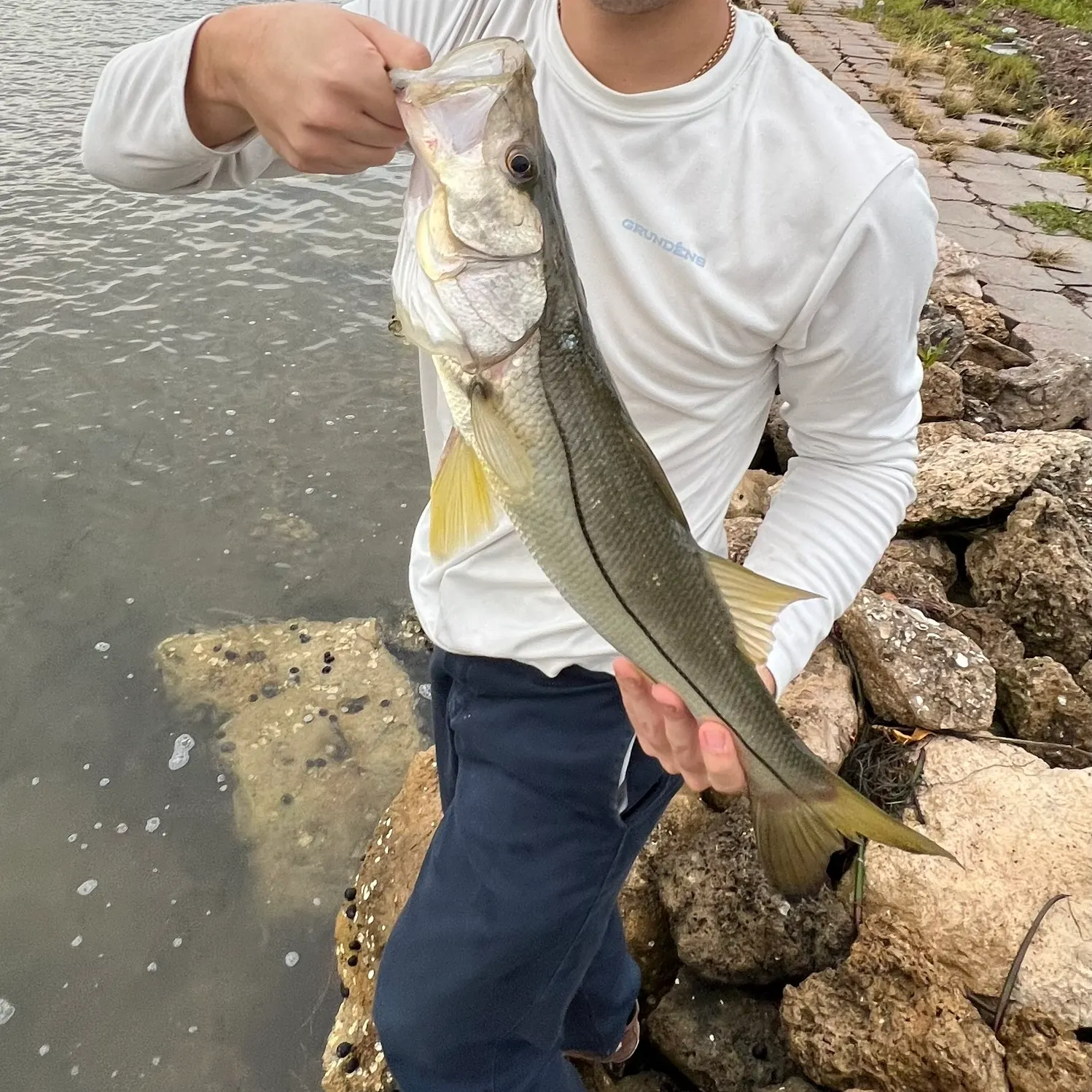 Common snook caught on Fishbrain