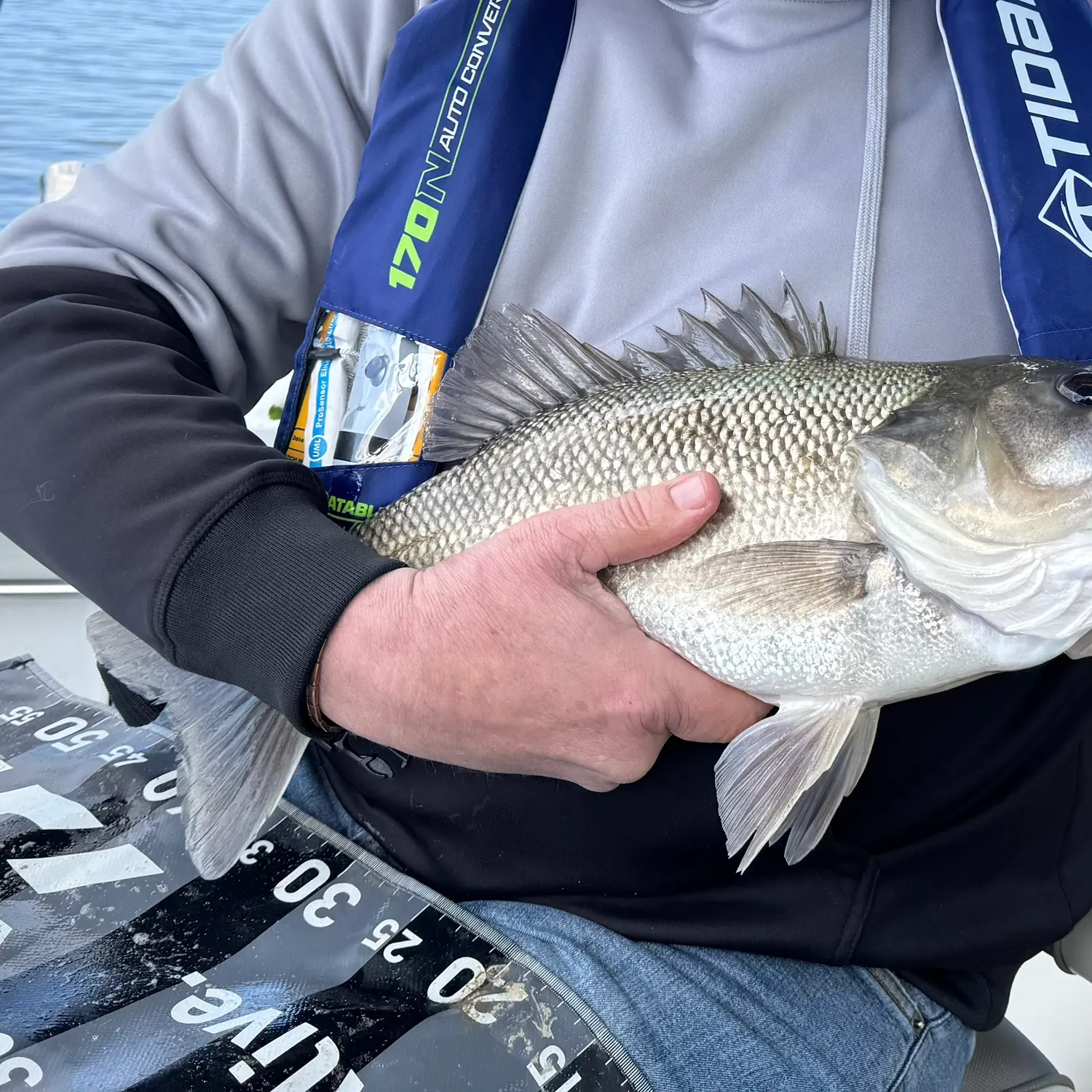 Australian bass caught on Fishbrain