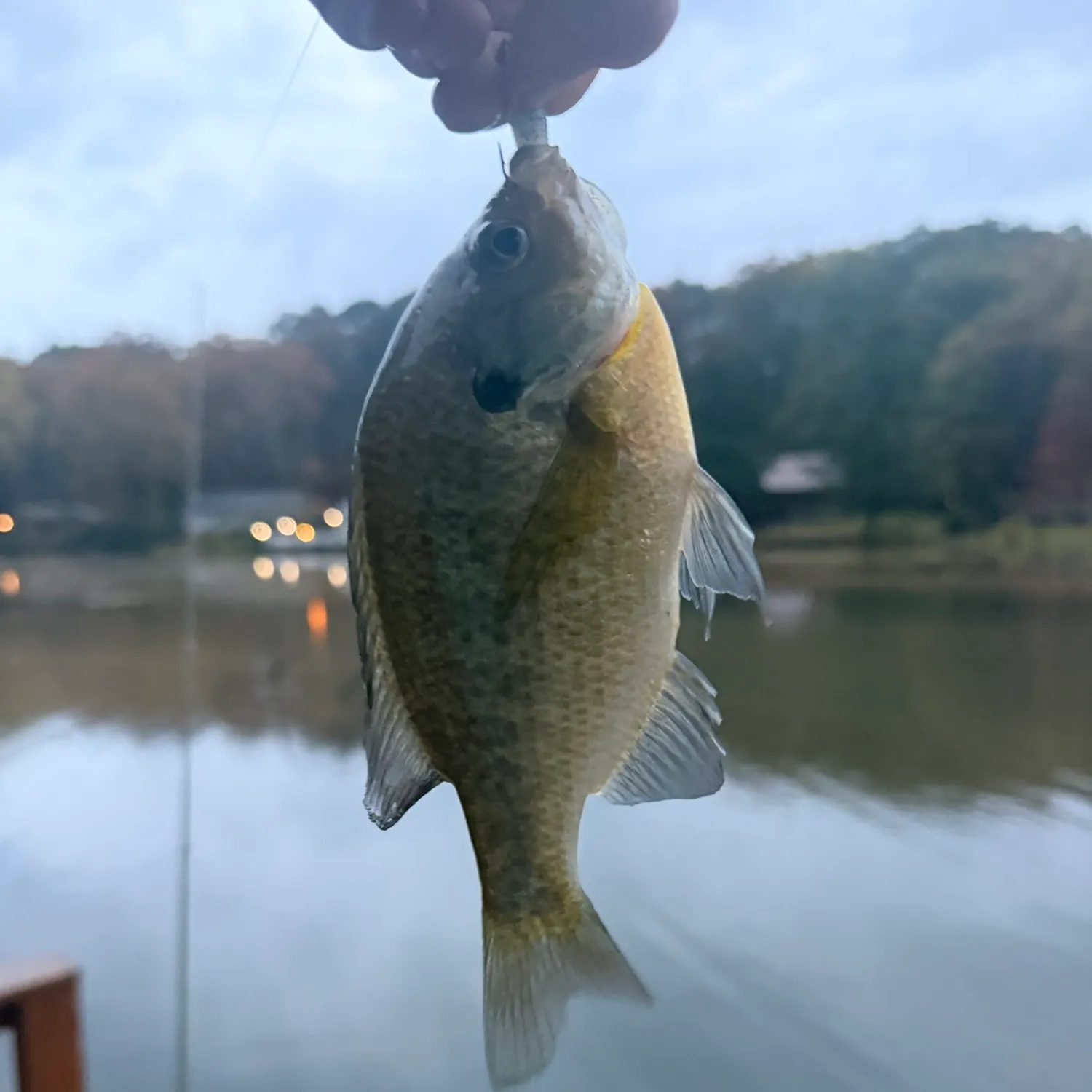 Bluegill caught on Fishbrain