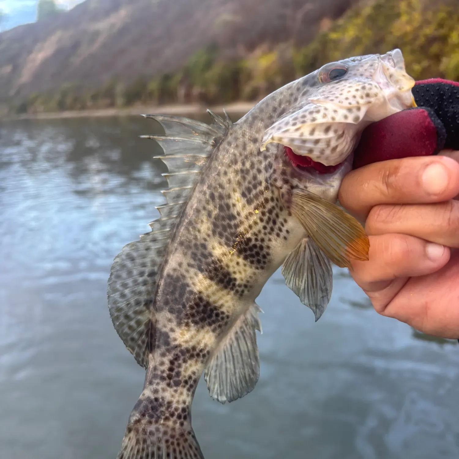 Spotted sand bass caught on Fishbrain