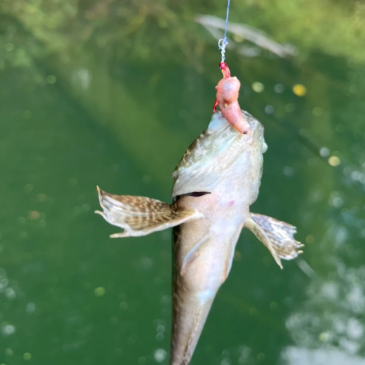 The most recent Mottled sculpin catches on Fishbrain