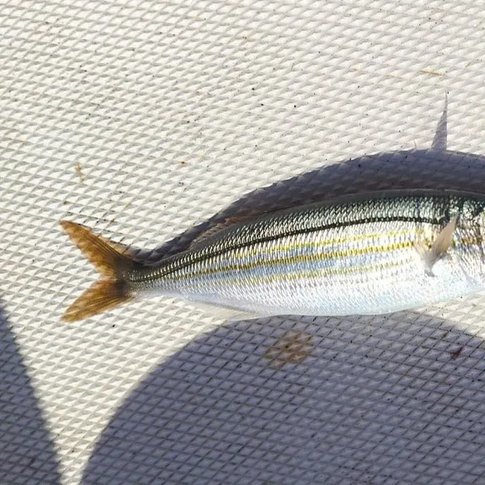 The most recent Boga catches on Fishbrain