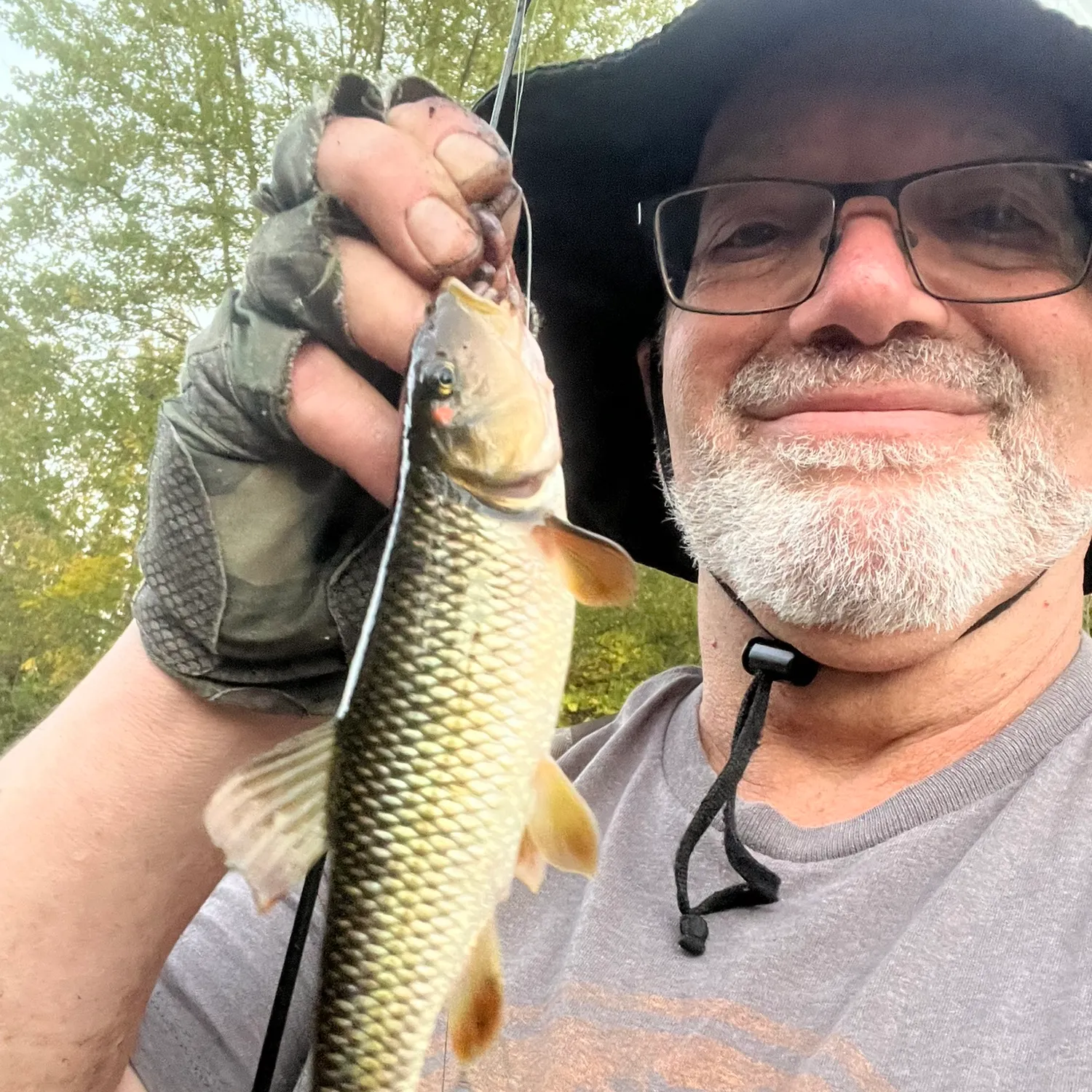 Hornyhead chub caught on Fishbrain