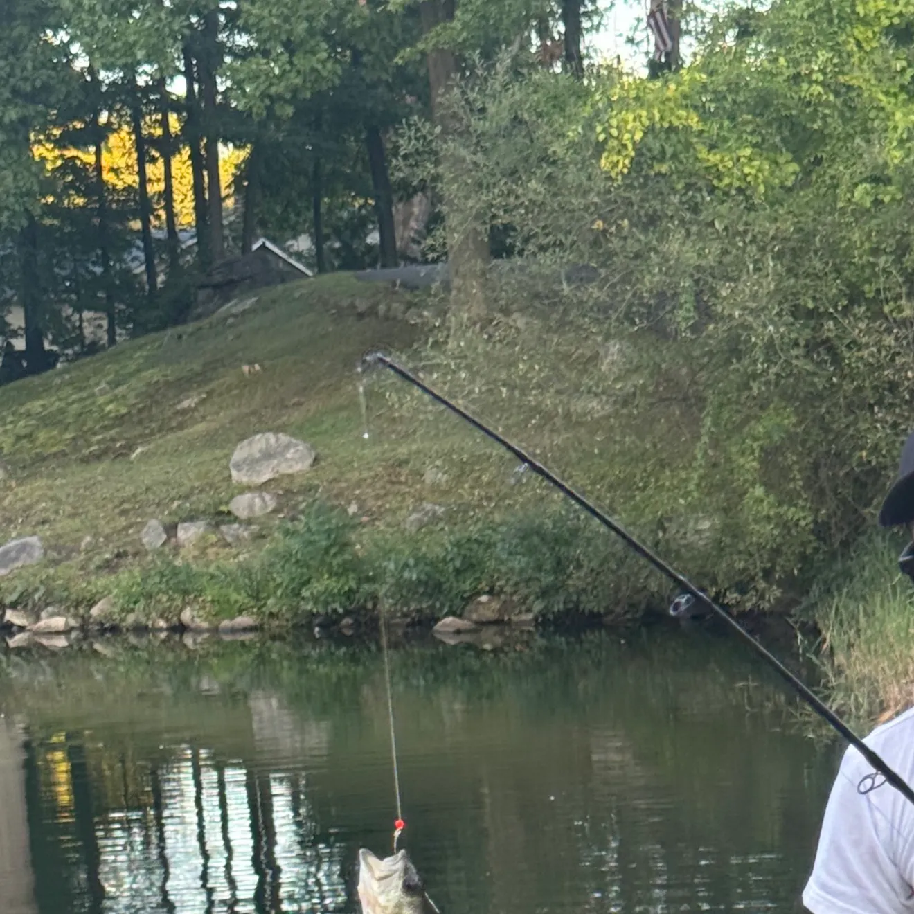 Largemouth bass caught on Fishbrain
