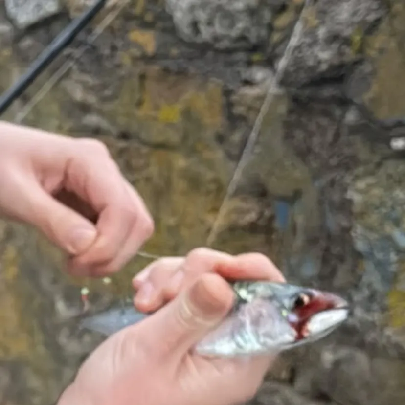 Atlantic mackerel caught on Fishbrain
