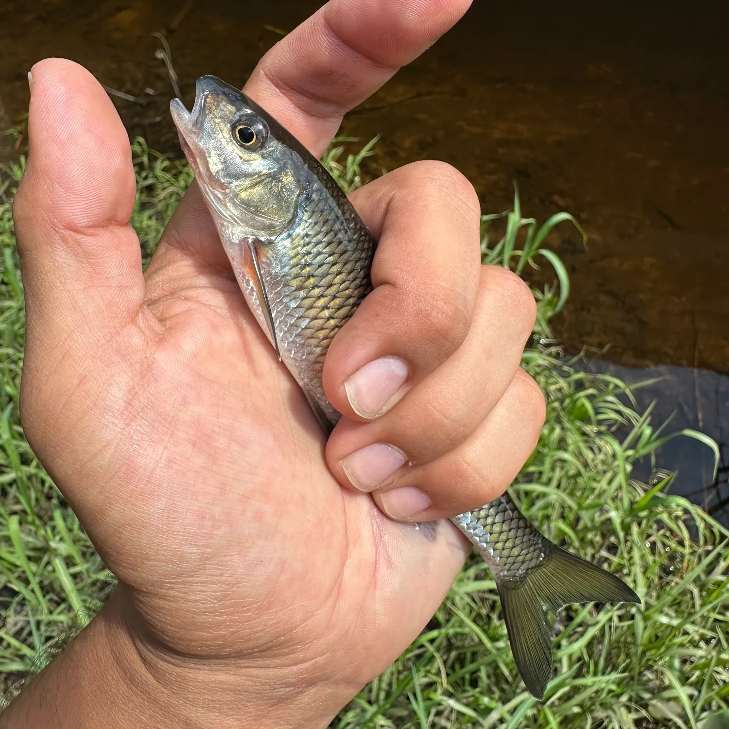 Fallfish caught on Fishbrain