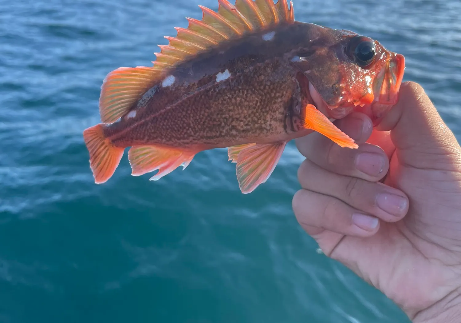 Redstripe rockfish