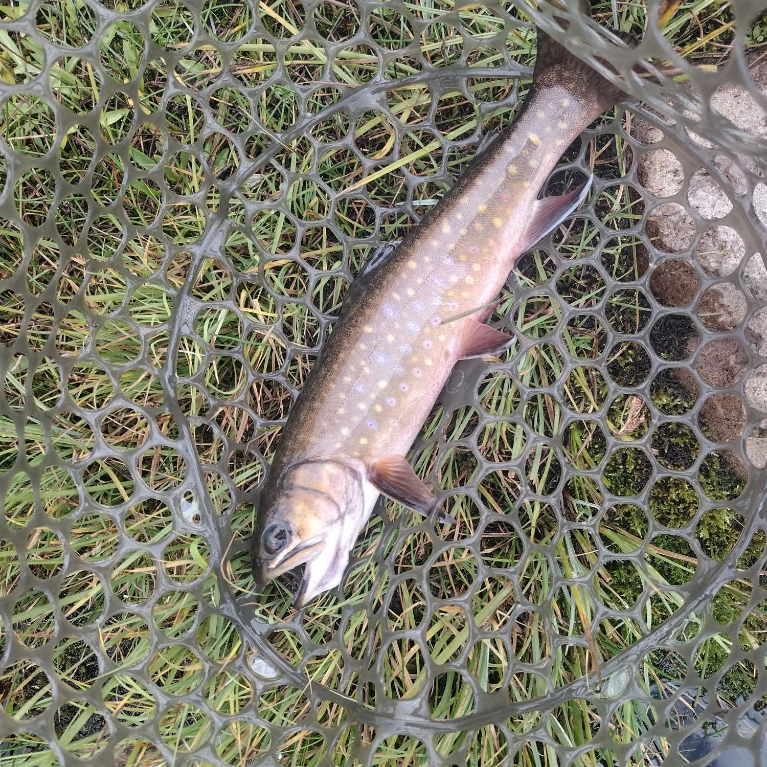 Tiger trout caught on Fishbrain