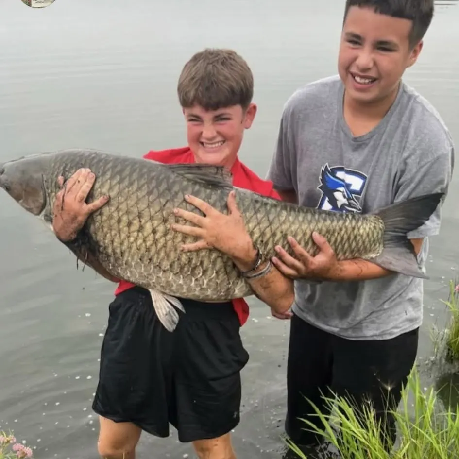 Grass carp caught on Fishbrain