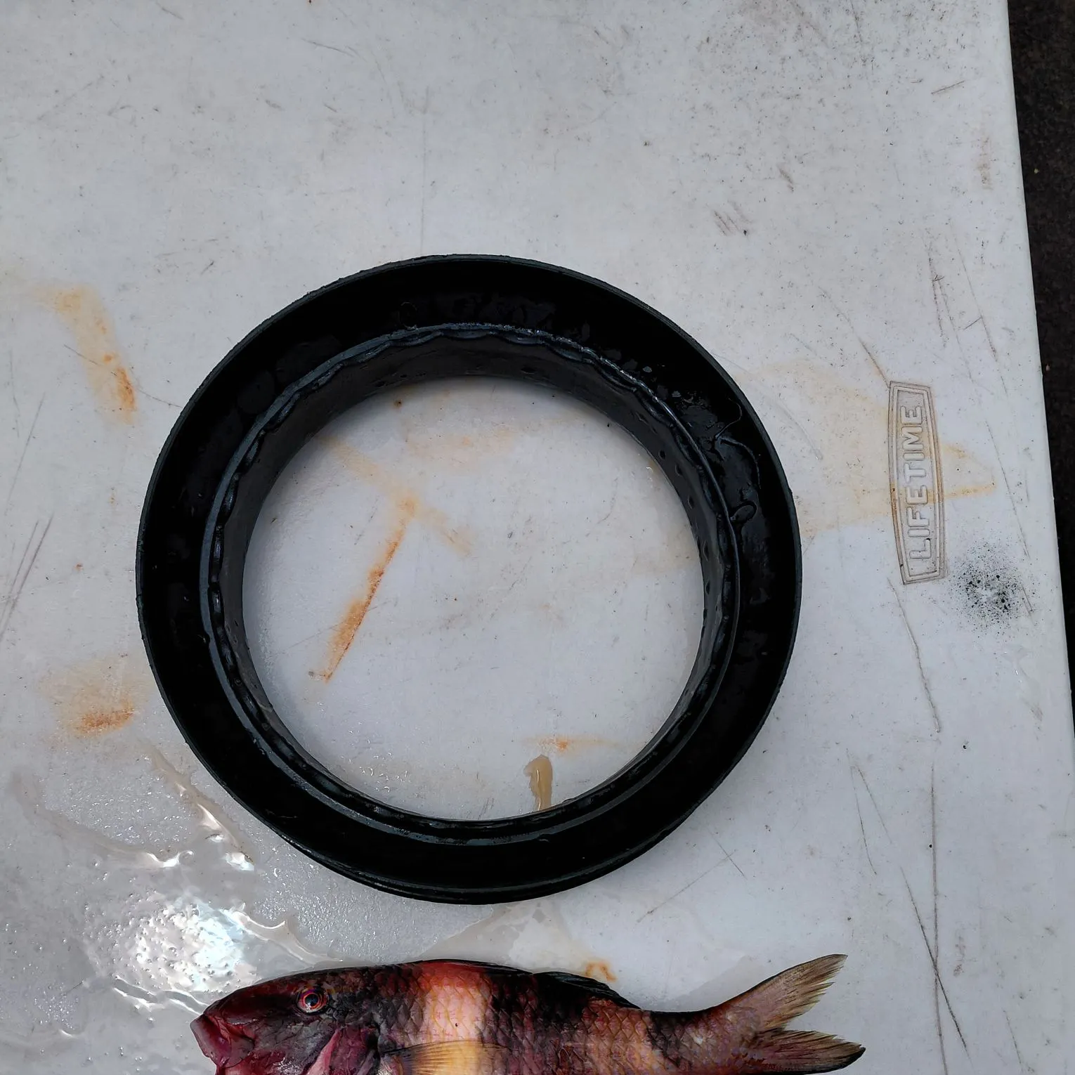 Manybar goatfish caught on Fishbrain
