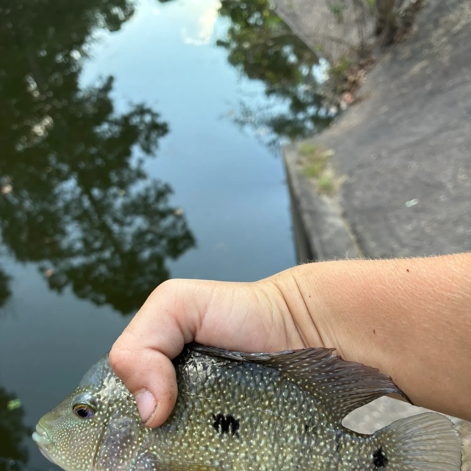 Rio Grande cichlid caught on Fishbrain