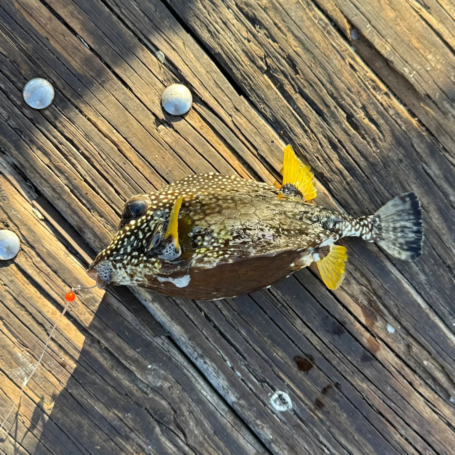 The most recent Scrawled cowfish catches on Fishbrain