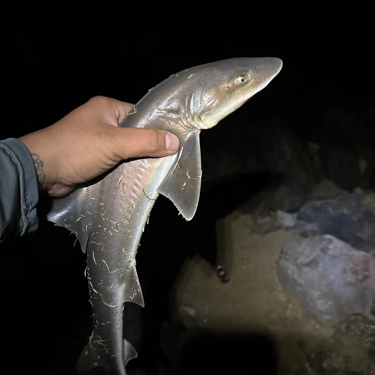 The most recent Brown smooth-hound catches on Fishbrain