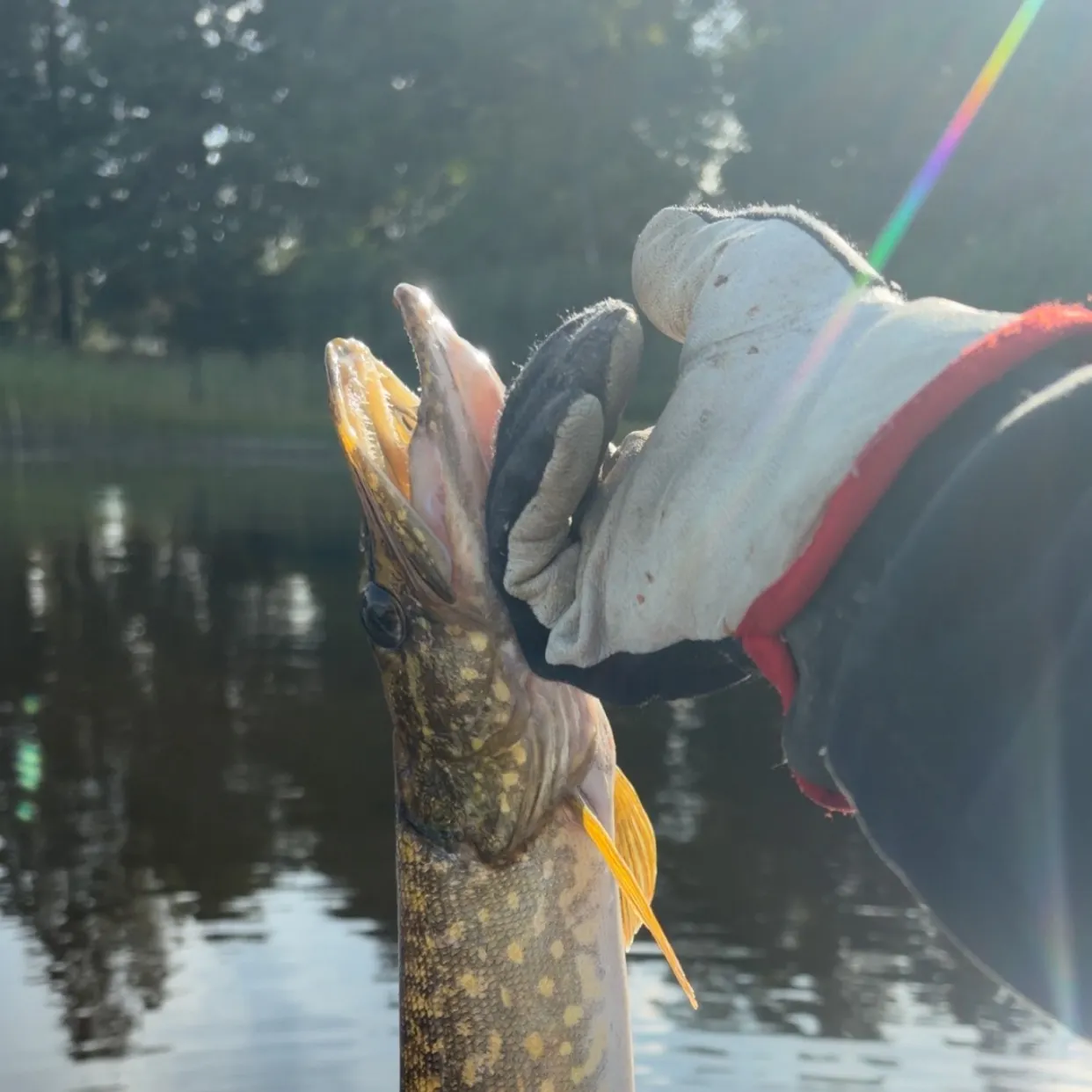 Northern pike caught on Fishbrain
