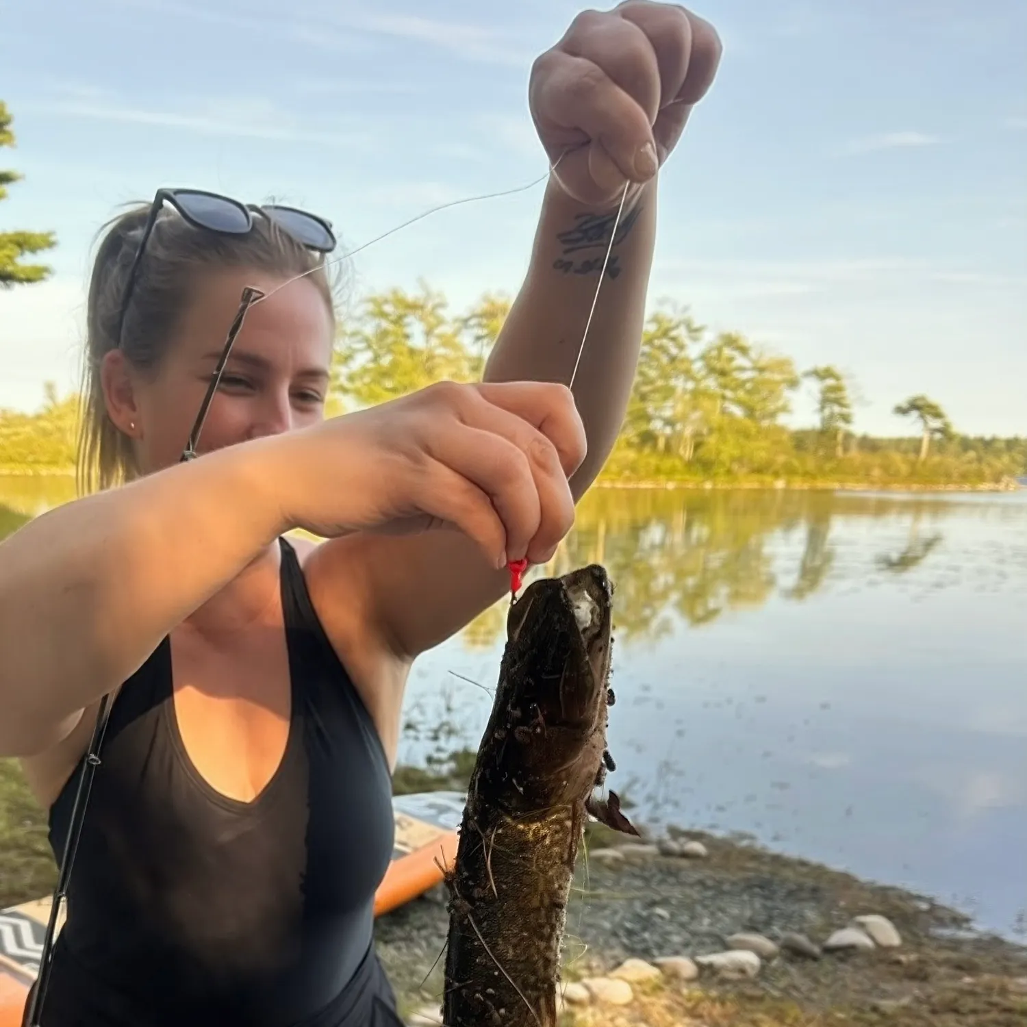 Chain pickerel caught on Fishbrain