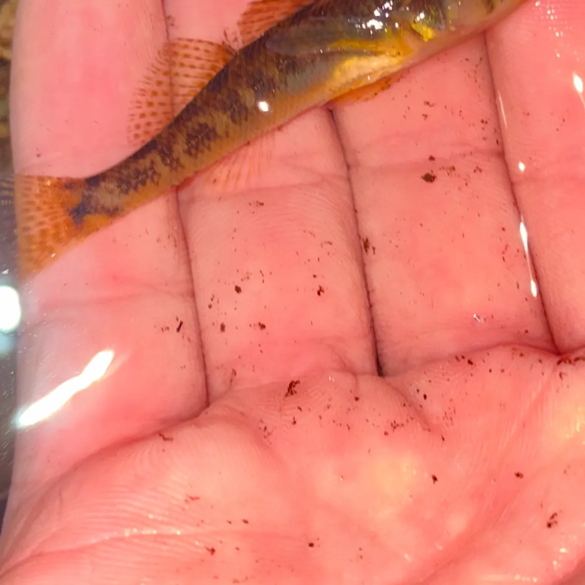 Northern tessellated darter caught on Fishbrain