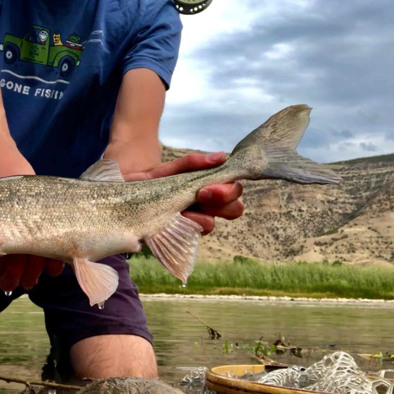 The most recent Roundtail chub catches on Fishbrain