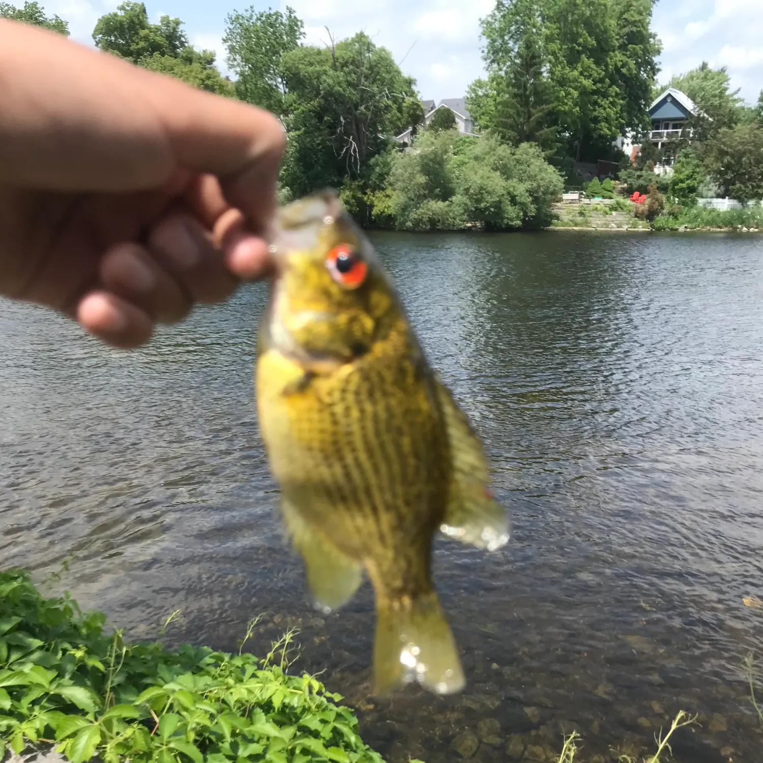 The most recent Rock bass catches on Fishbrain