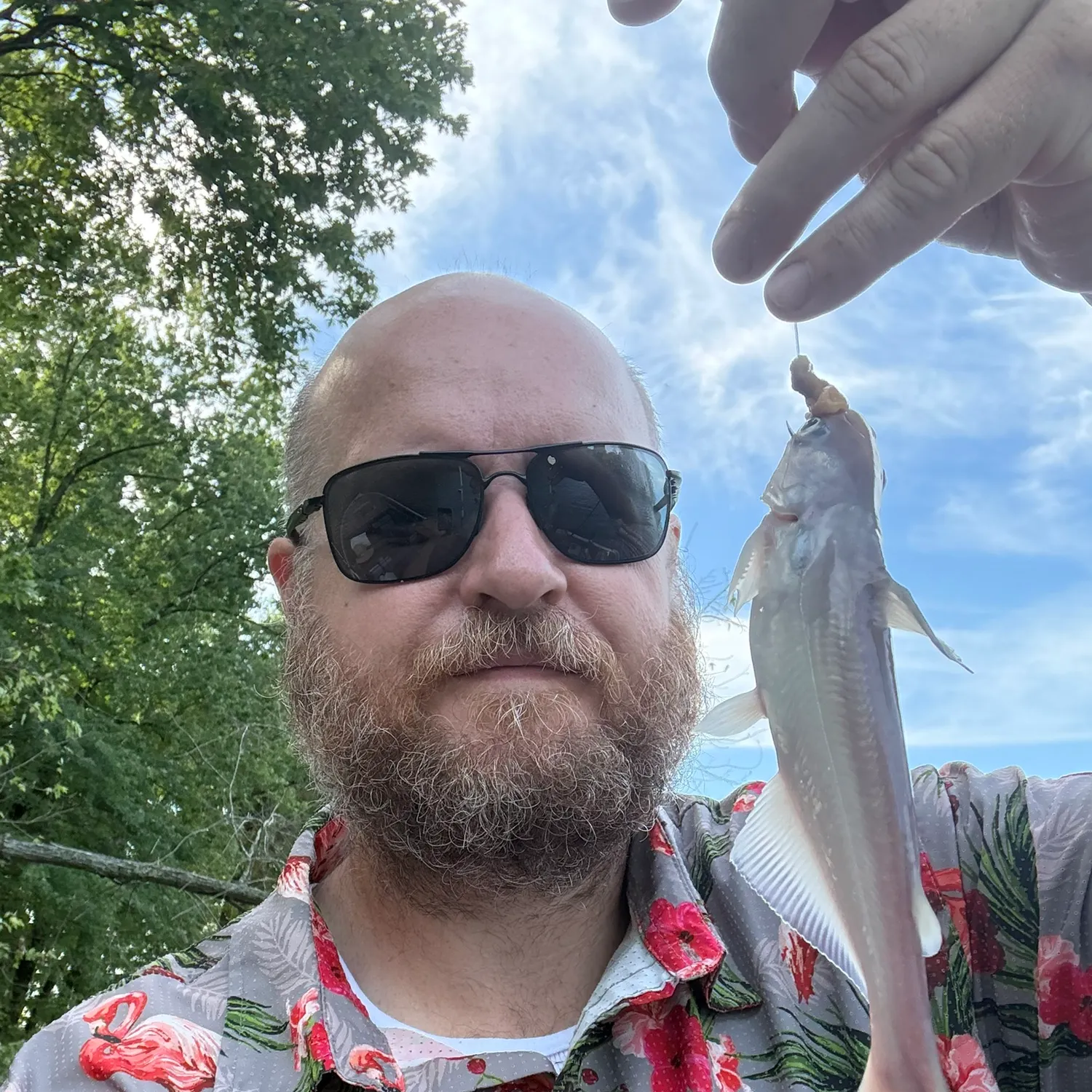 Blue catfish caught on Fishbrain