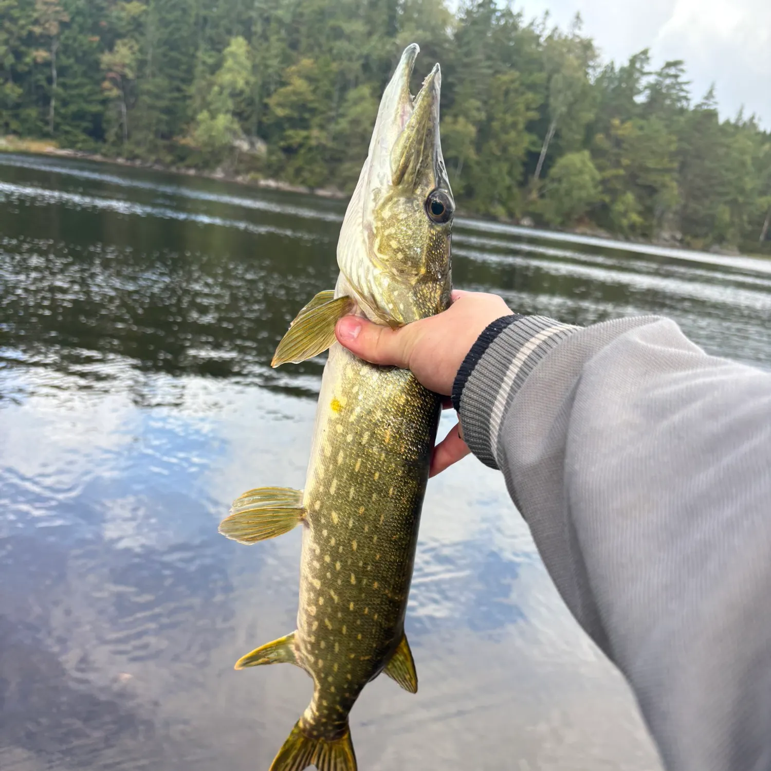Northern pike caught on Fishbrain
