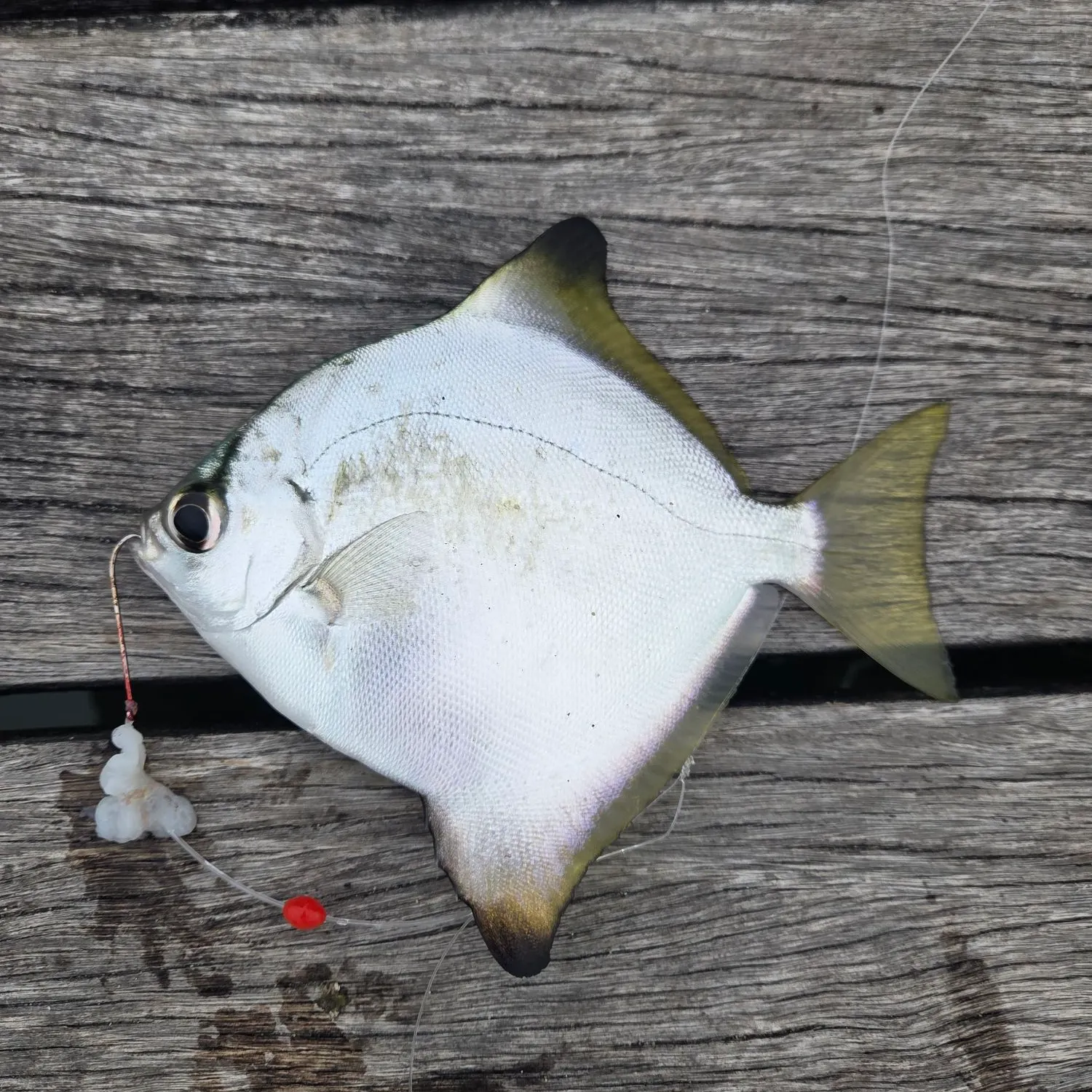 The most recent Silver moony catches on Fishbrain