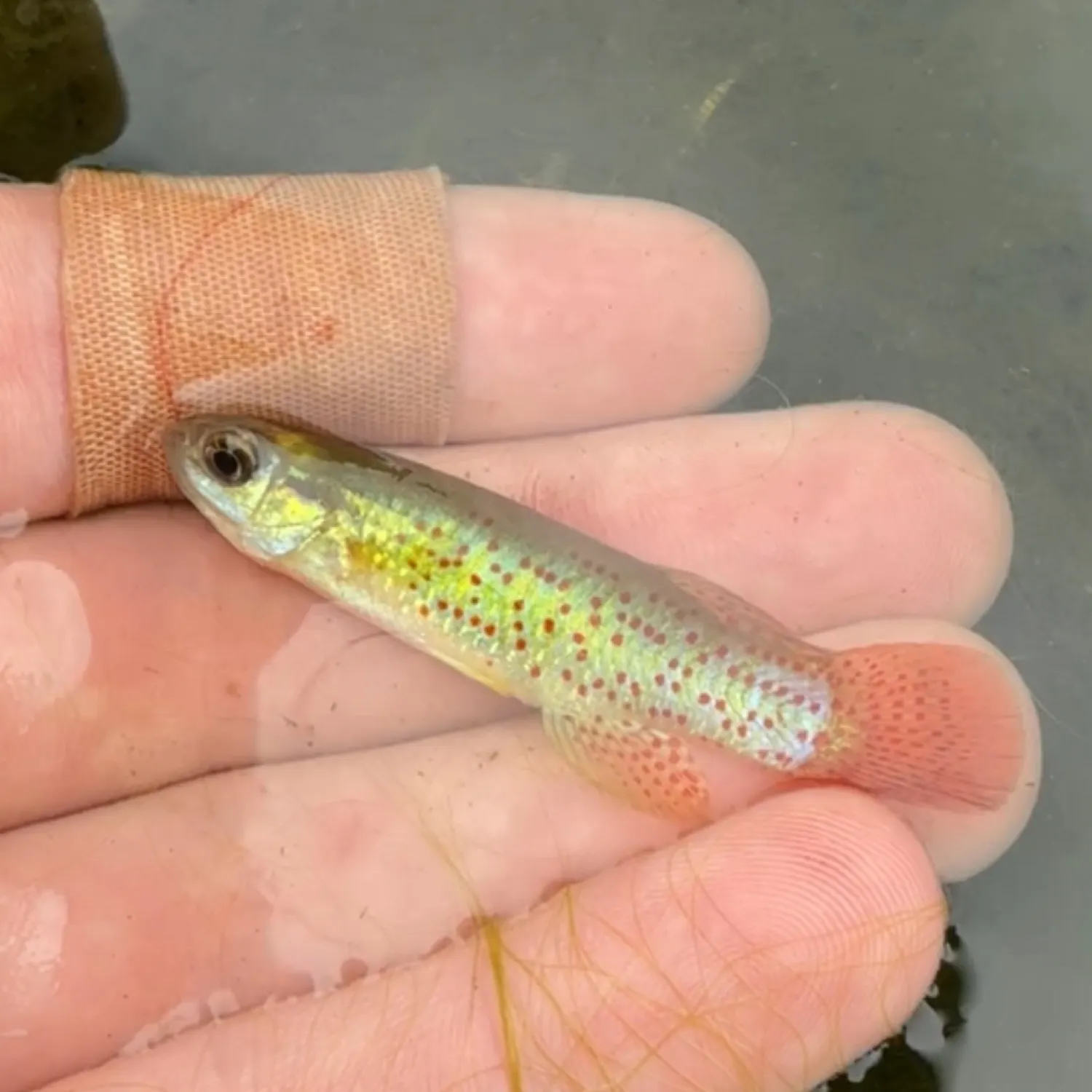 The most recent Golden topminnow catches on Fishbrain