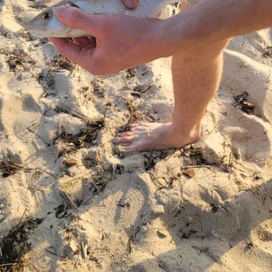 The most recent European seabass catches on Fishbrain