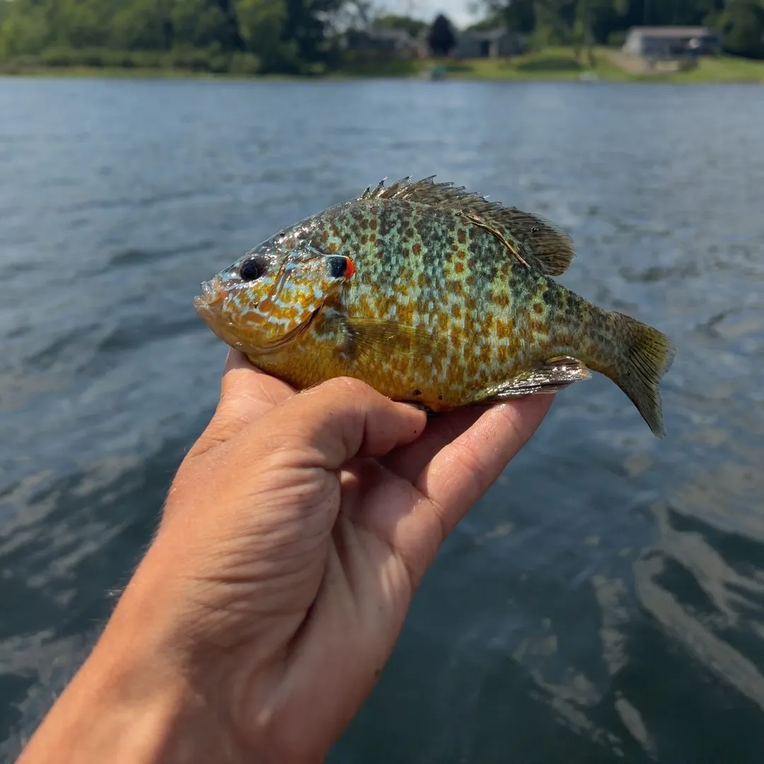 The most recent Pumpkinseed catches on Fishbrain