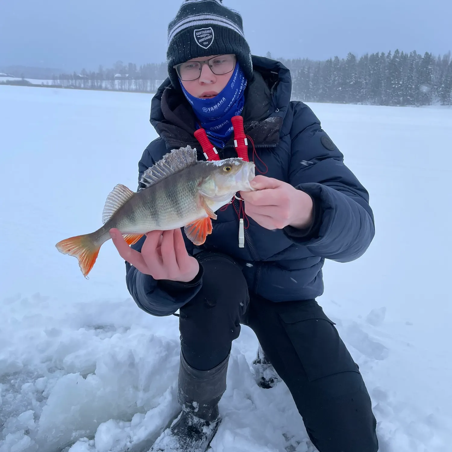 The most recent European perch catches on Fishbrain
