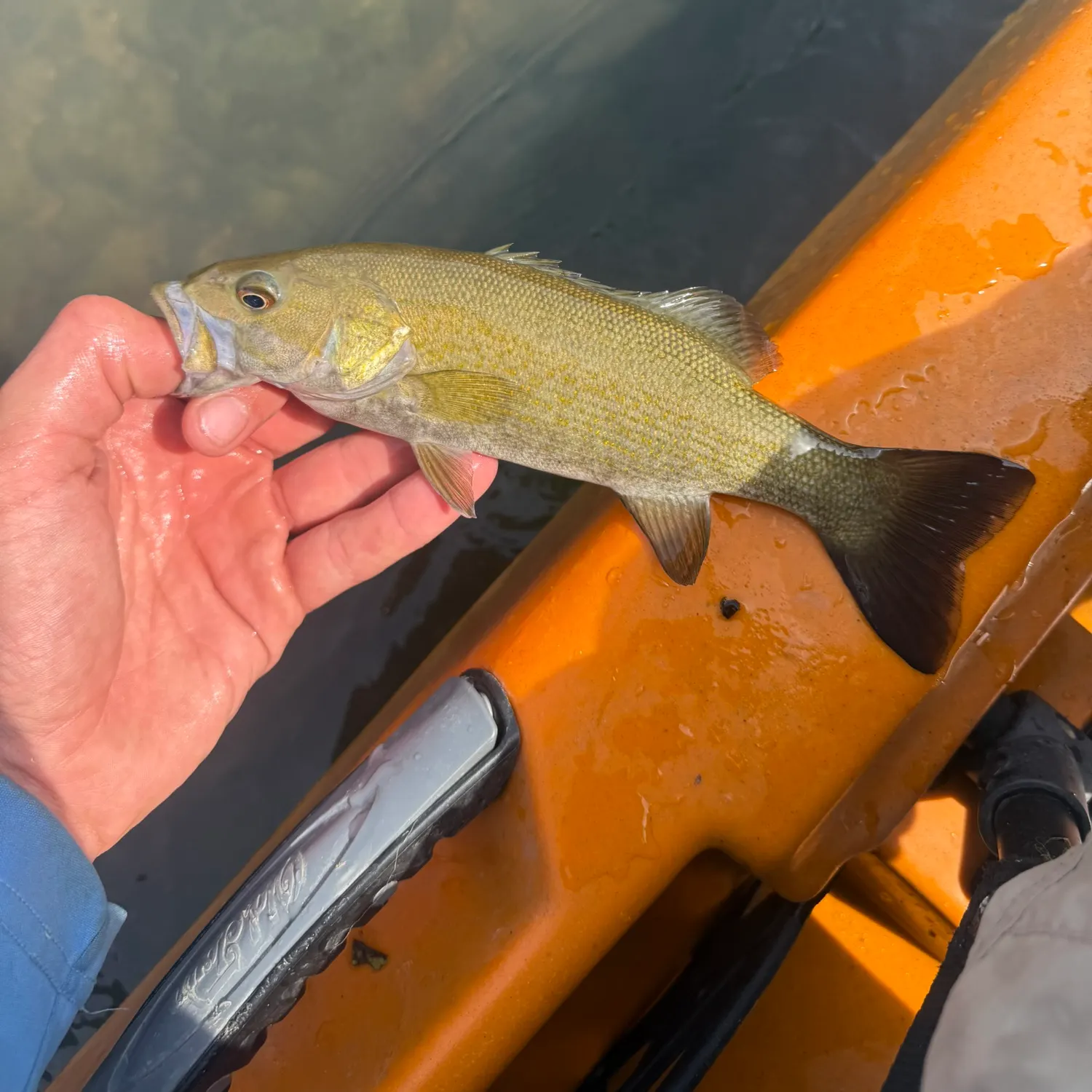 Smallmouth bass caught on Fishbrain