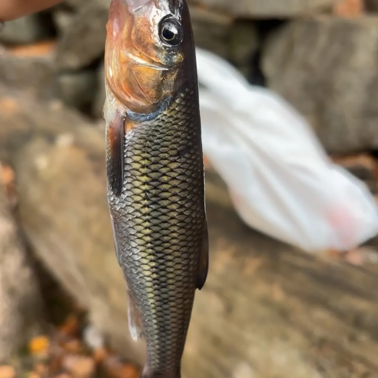 Fallfish caught on Fishbrain