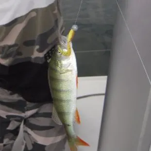 European perch caught on Fishbrain