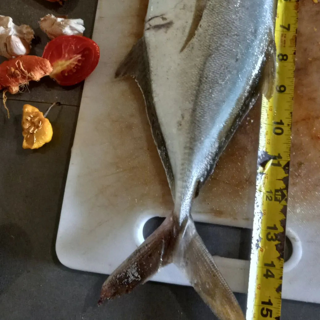 angler catch