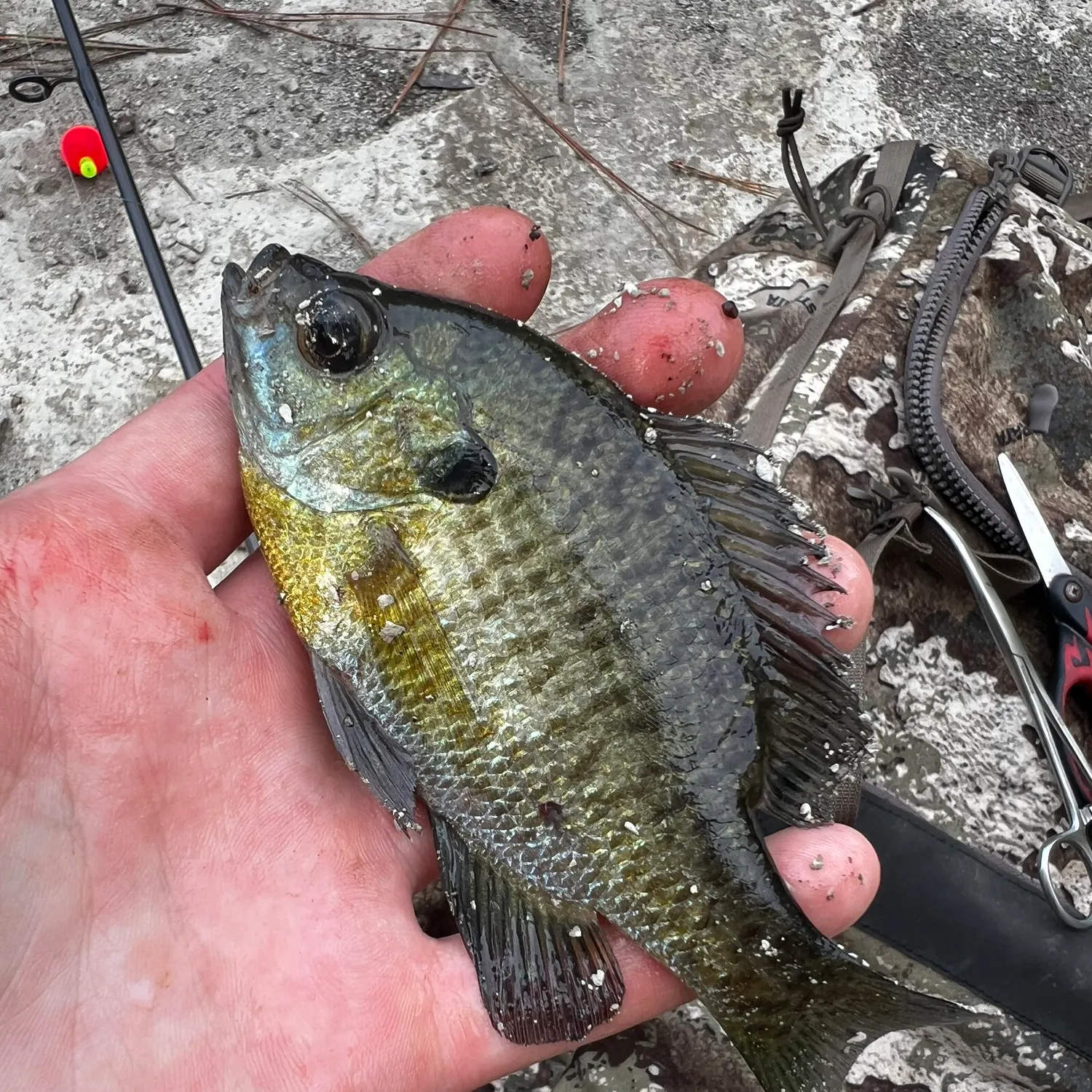 Bluegill caught on Fishbrain