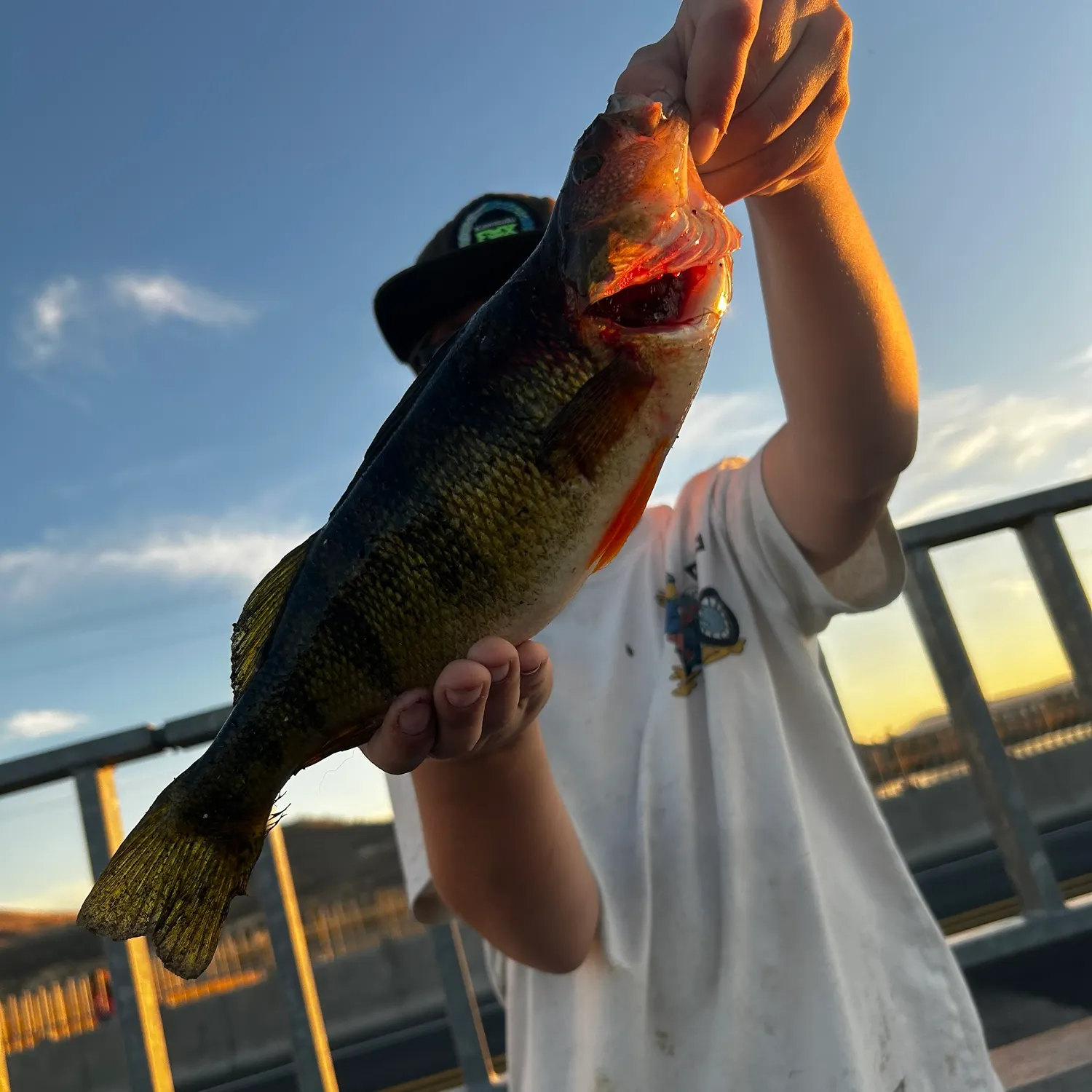 Yellow perch caught on Fishbrain